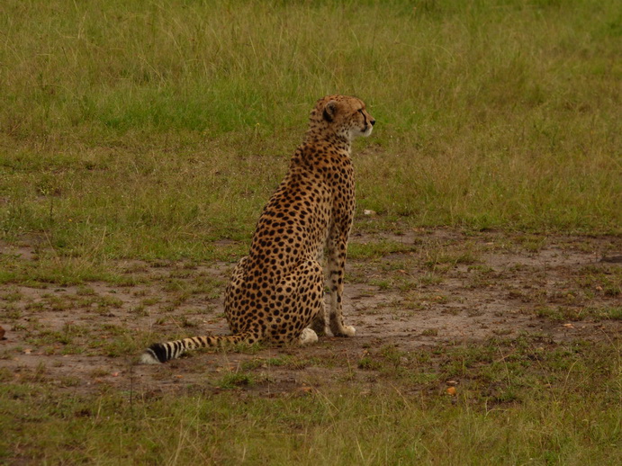   Masai Mara  cheetah Gepard Masai Mara  cheetah Gepard 