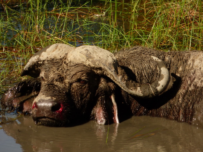 Lake Nakuru lonesome Buffalo starving