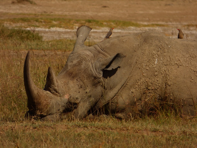 Lake Nakuru Rhino