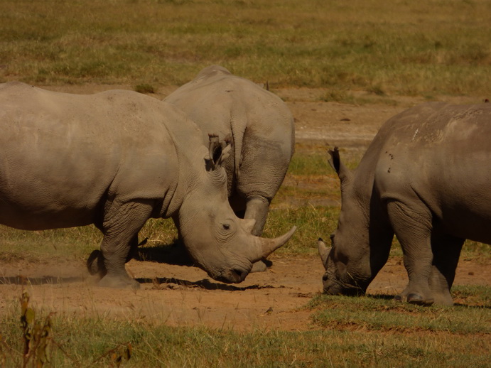 Lake Nakuru Rhino Black Rhino