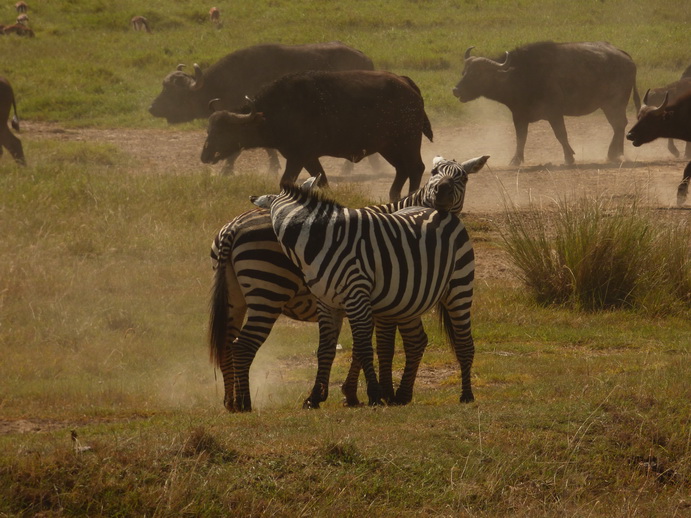 Lake Nakuru lonesome Buffalo starving 