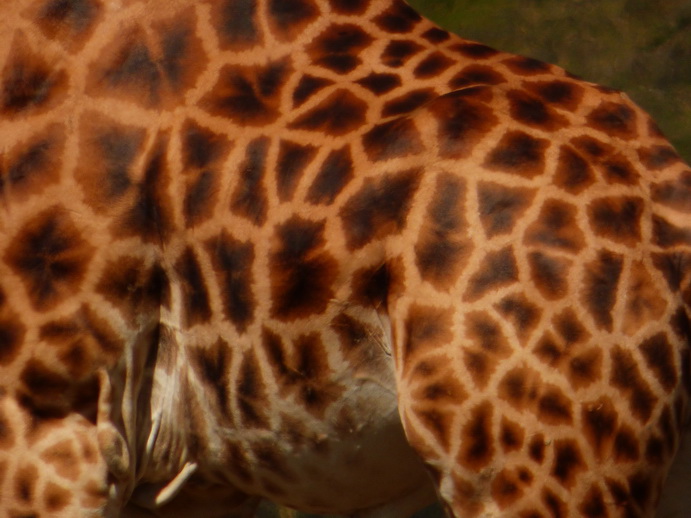 Lake Nakuru Giraffe