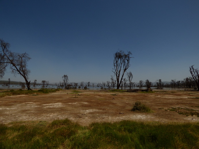 Lake Nakuru Baboon Lookout