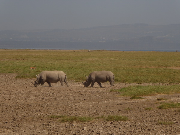 Lake Nakuru Rhino