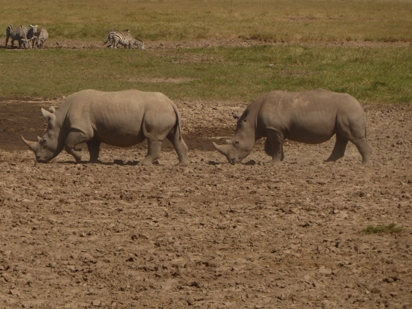 Lake Nakuru Rhino