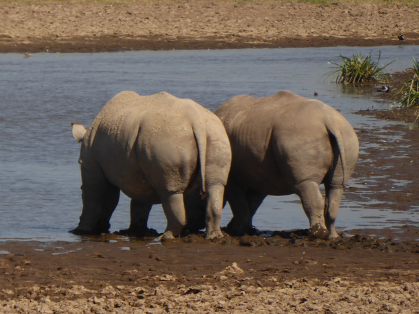 Lake Nakuru Rhino