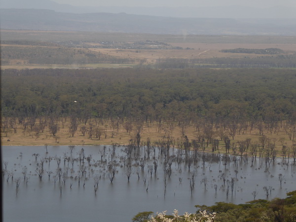 Lake Nakuru Seelevel steigt die Bäume sterben