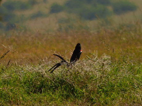 Solio RancH Flycatcher