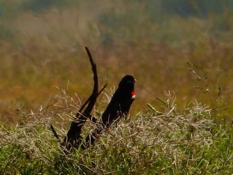 Solio RancH Flycatcher