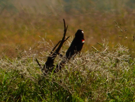 Solio RancH Flycatcher