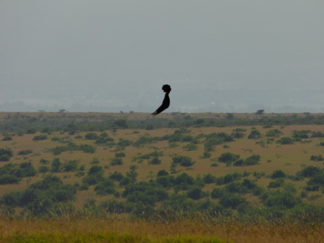 Solio RancH Flycatcher