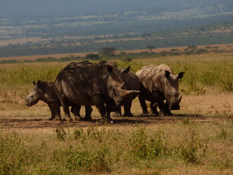 Solio RancH Woodlands Nashorn White Rhino Breitmaulnashorn 