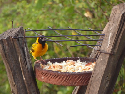 Sunbird Lodge   Lake Elementaita   Kenia   