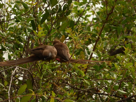 Sunbird Lodge   Lake Elementaita   Kenia  Mousebirds