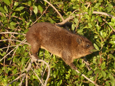 Sunbird Lodge   Lake Elementaita   Kenia   