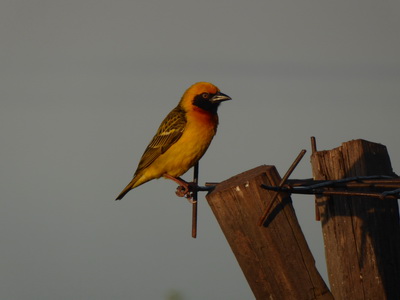   Sunbird Lodge   Lake Elementaita   Kenia   Sunbird Lodge  Lake Elementaita  Kenia   