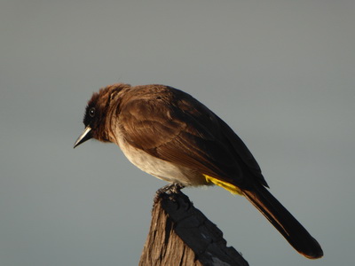   Sunbird Lodge   Lake Elementaita   Kenia   Sunbird Lodge  Lake Elementaita  Kenia   