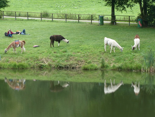 wandern mit Alpakawandern mit Alpaka  