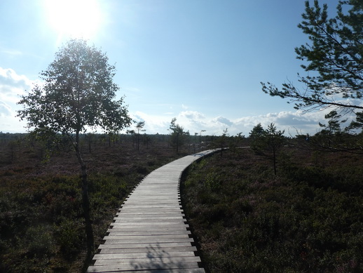   moorwanderung Rotes  MoorWanderweg moorwanderung  moorwanderungen  Rotes  Moor