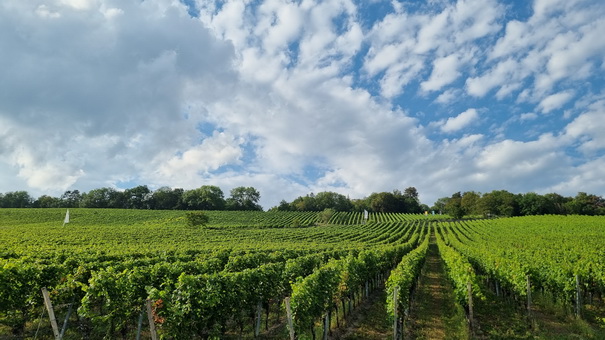    Würzburg der reiser  Würzburg  weingut am stein