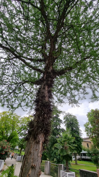 Lederhülsenbaum