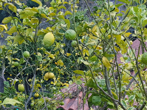 Madeira 2017  Levadawanderung  Camninho de Rochao Madeira 2017   Levadawanderung  Camninho de Rochao 