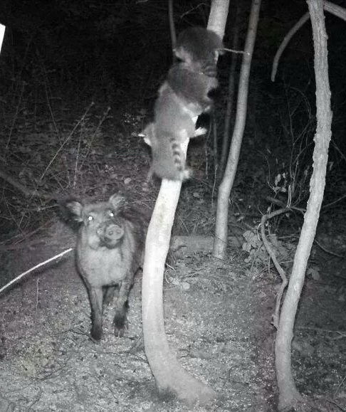 Bild von Wildkamera Wildschwein mit Waschbären