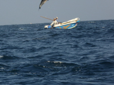   palagamabeach.com   Dolphins Indian Ocean Dolphin Watching in Kalpitiyapalagamabeach.com Dolphins Dolphin Watching in Kalpitiya