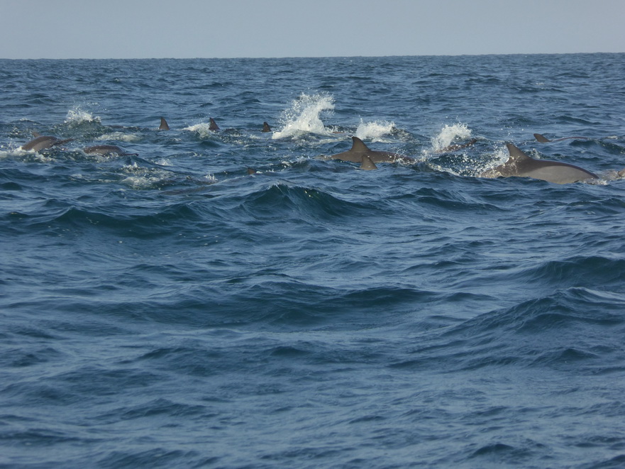   palagamabeach.com  Dolphinspalagamabeach.com Dolphins