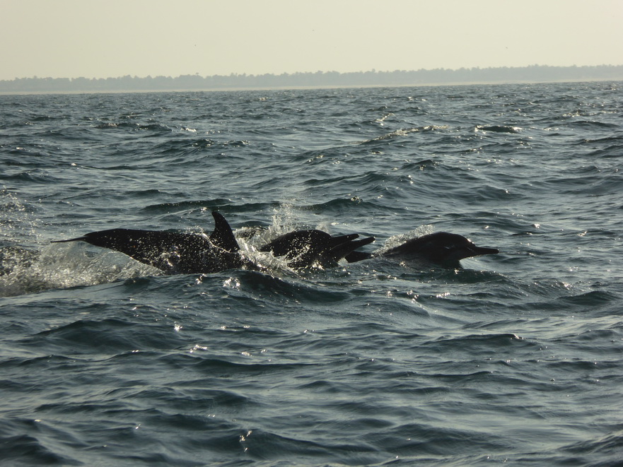   palagamabeach.com  Dolphinspalagamabeach.com Dolphins