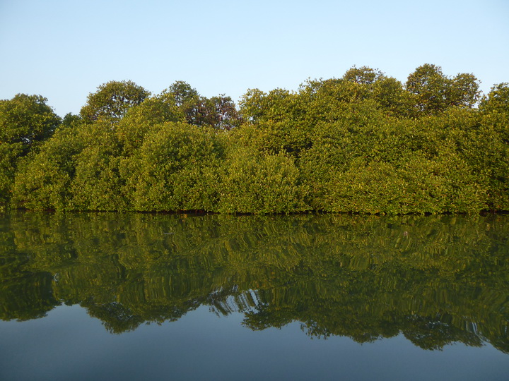 Negombo Boatsafari Mangroves 