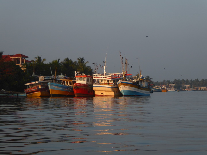 Negombo Boatsafari Mangroves 