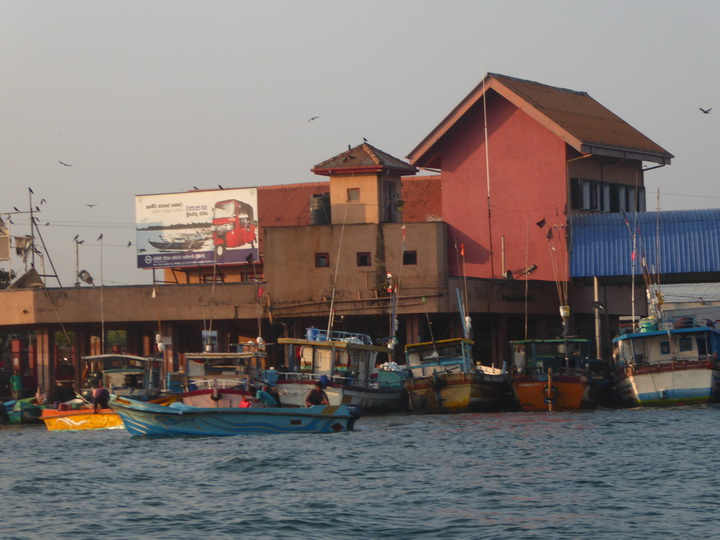 Negombo Boatsafari Mangroves 