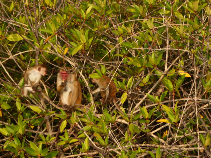 Negombo Boatsafari Mangroves 