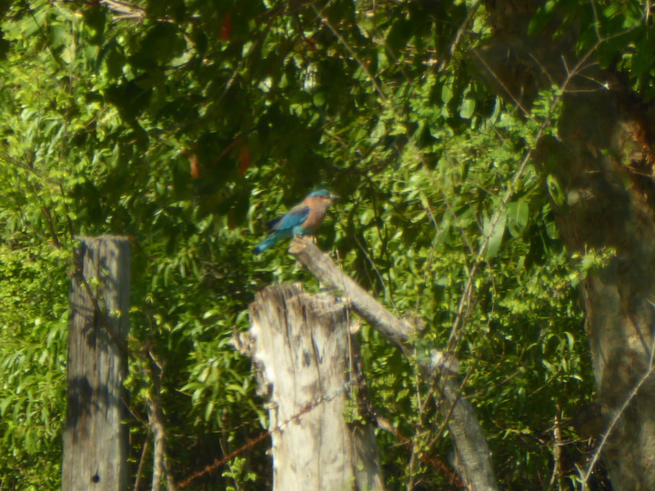 lilac roller sri lanka