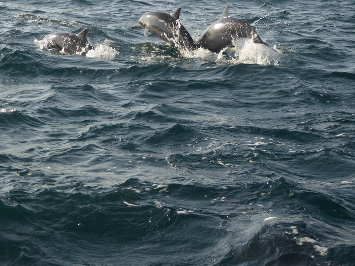 palagama beach    Dolphins Indian Ocean Dolphin Watching in Kalpitiya