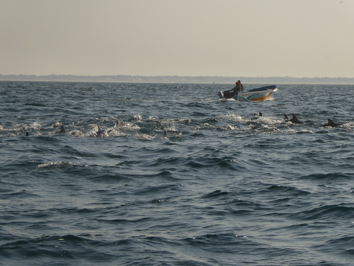 palagama beach    Dolphins Indian Ocean Dolphin Watching in Kalpitiya