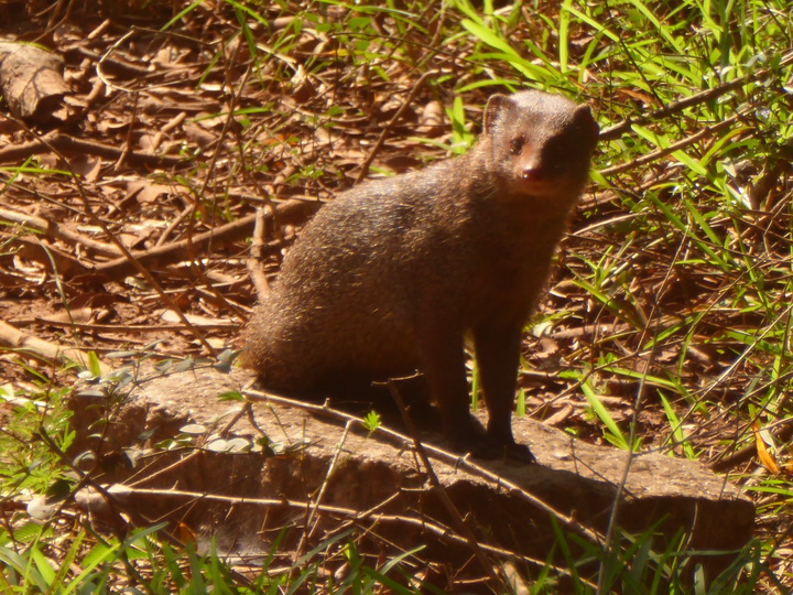 Wilpattu NP mongoose