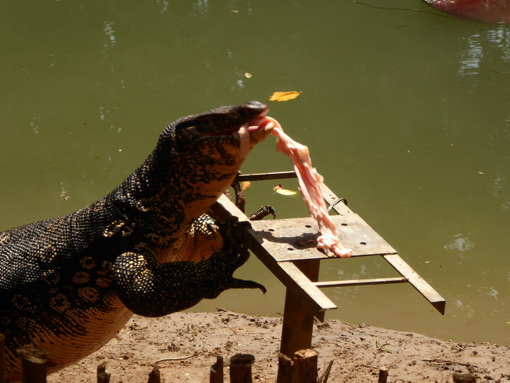 WAter Monitor Lizard 