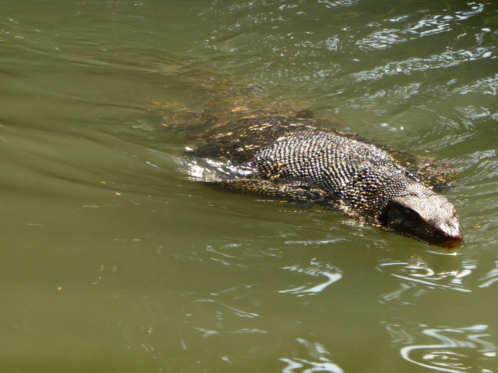 WAter Monitor Lizard 