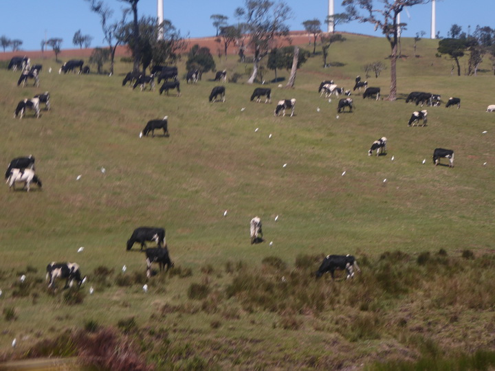 Ella Nuwara Eliya.  Farms Cows