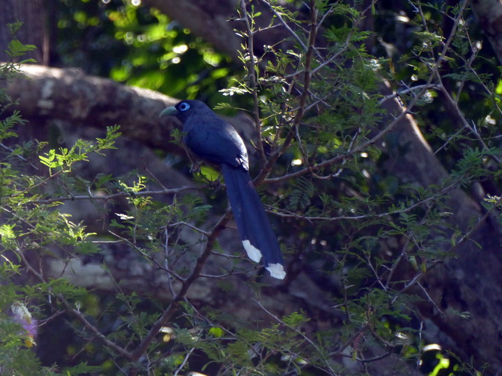 Blue faced Malkoha