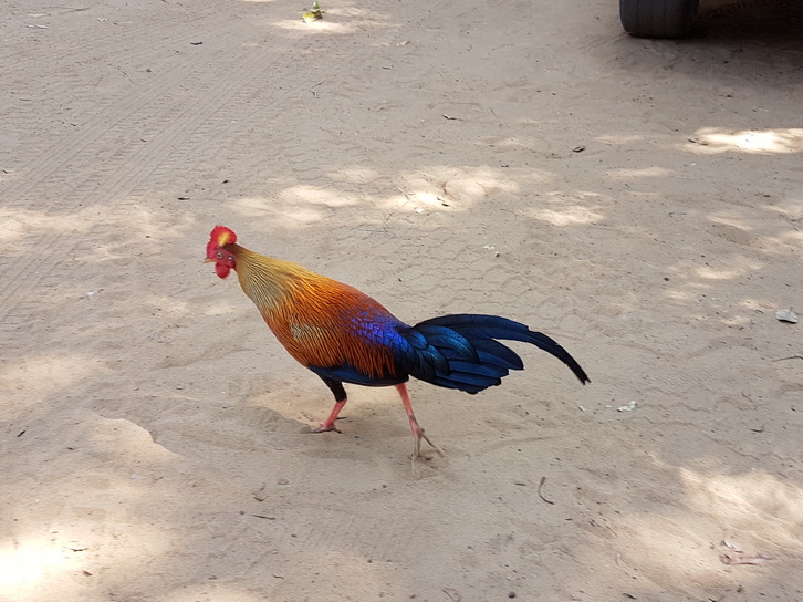 Wilpattu National Park Camp Kulu safaris tempel