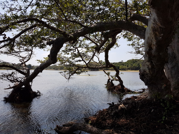 Wilpattu National Park Camp Kulu safaris