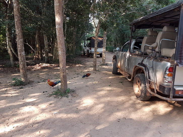 Wilpattu NP Waterdrive kulu Camp