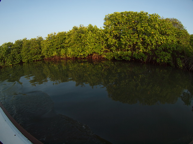 Negombo Boatsafari Mangroves 