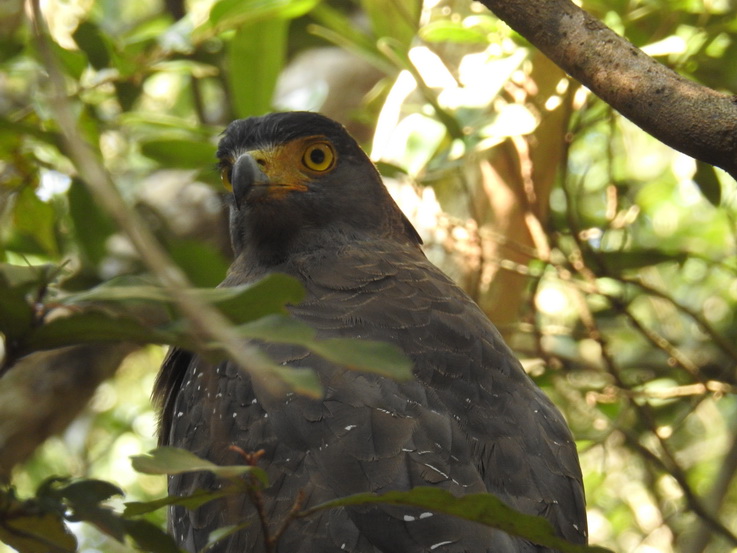 Wilpattu NP Wilpattu National Park Camp Kulu Safaris crested Serpent eagle