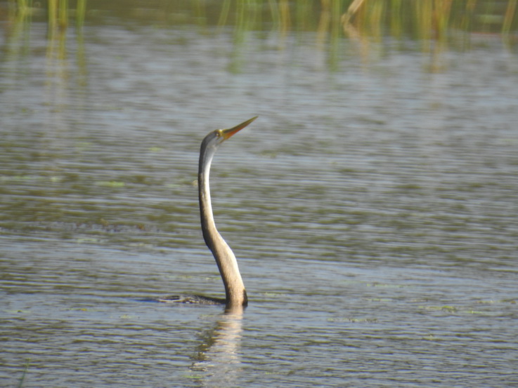 Wilpattu NP Snake Necked Bird Schlangenhalsvogel