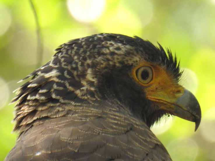 Wilpattu NP Wilpattu National Park Camp Kulu Safaris crested Serpent eagle