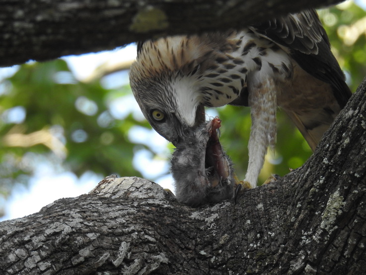 Wilpattu NP Wilpattu National Park Camp Kulu Safaris crested Serpent eagle